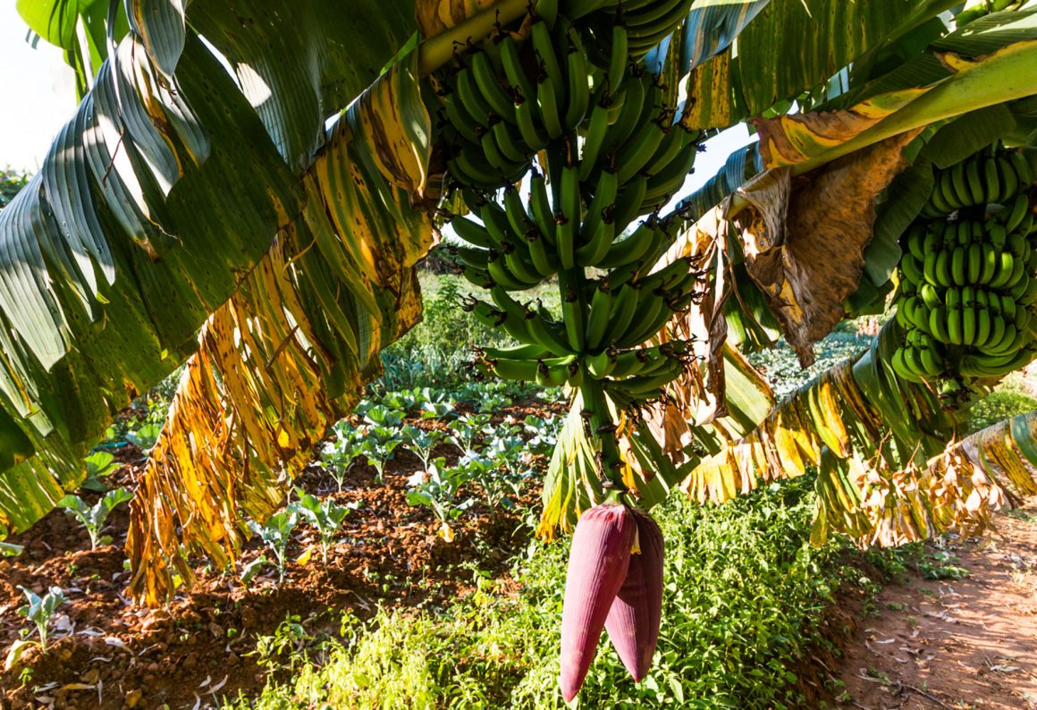 produtores de alimentos orgânicos