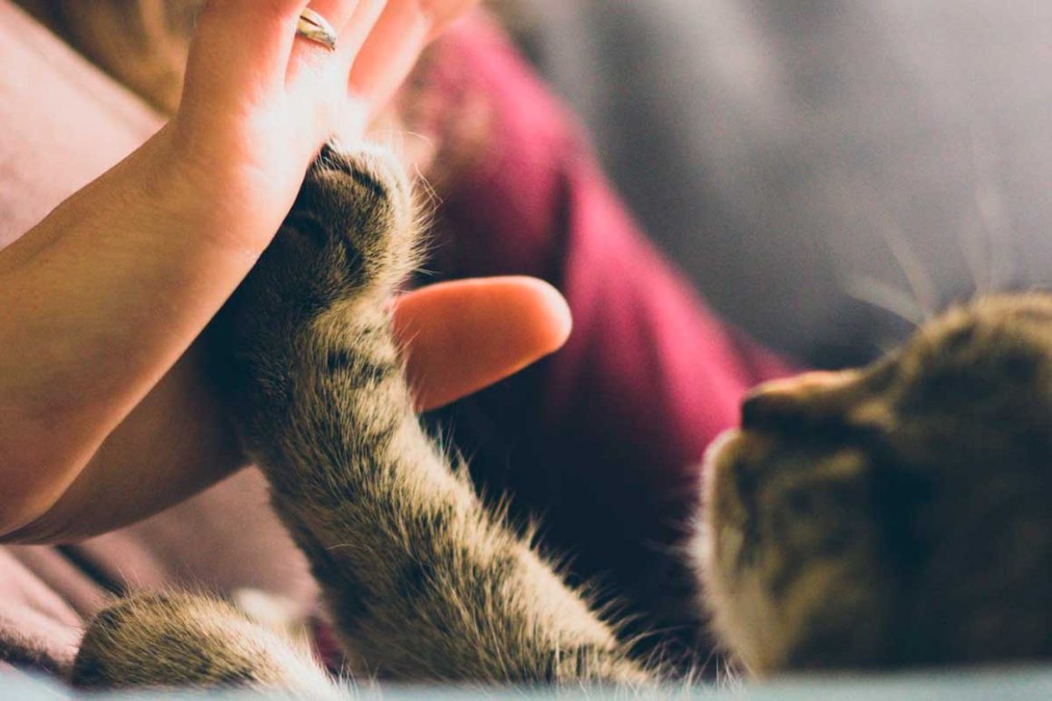 beneficios de ter um animal de estimação em casa