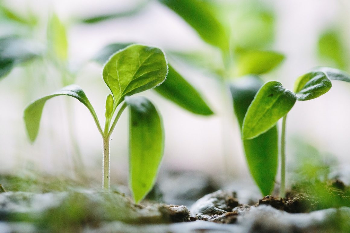 biotecnologia alimentar