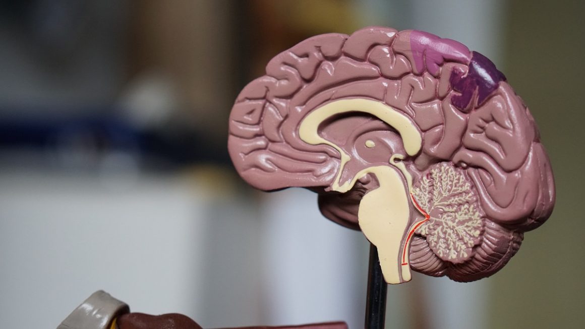 neuroplasticidade