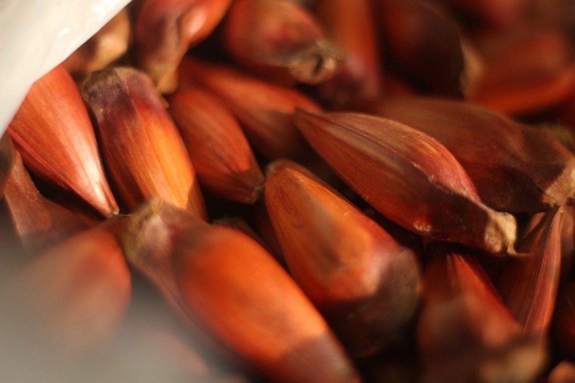 receitas com pinhão