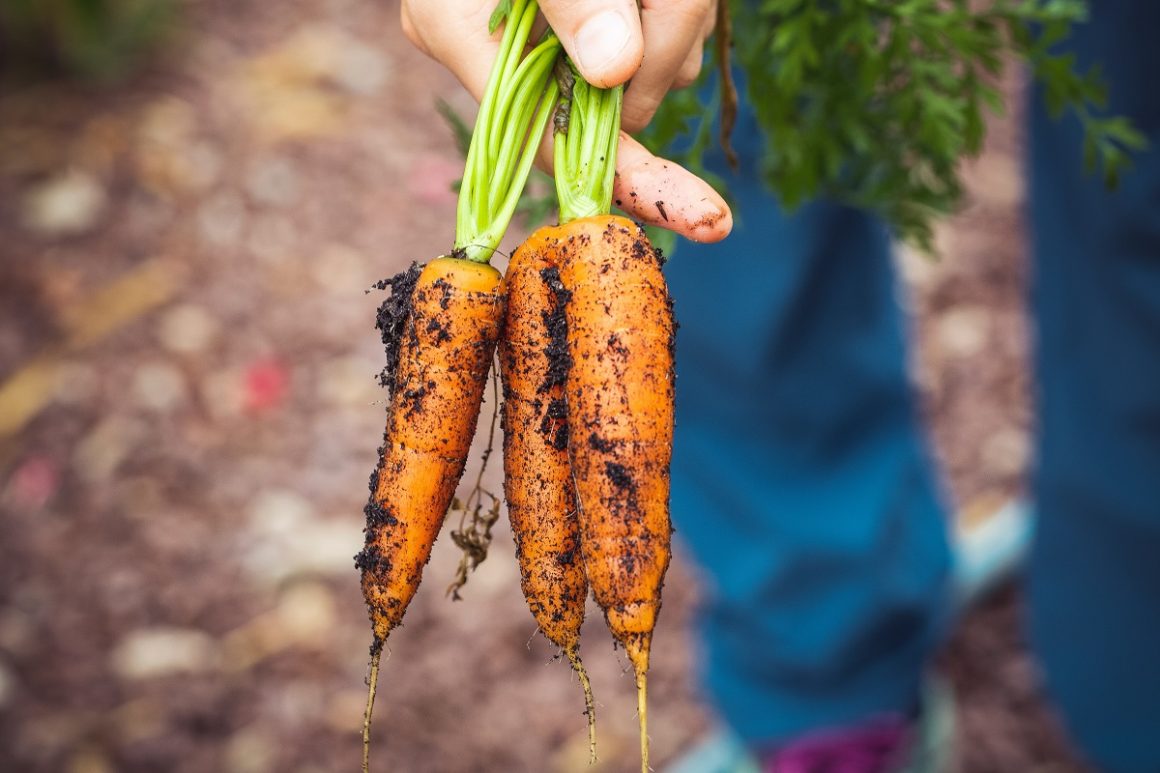 legume de hortifruti orgânico