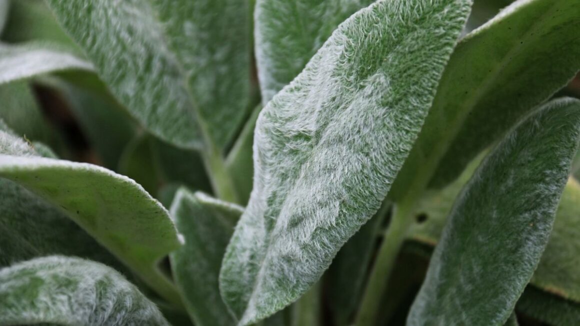 planta peixinho